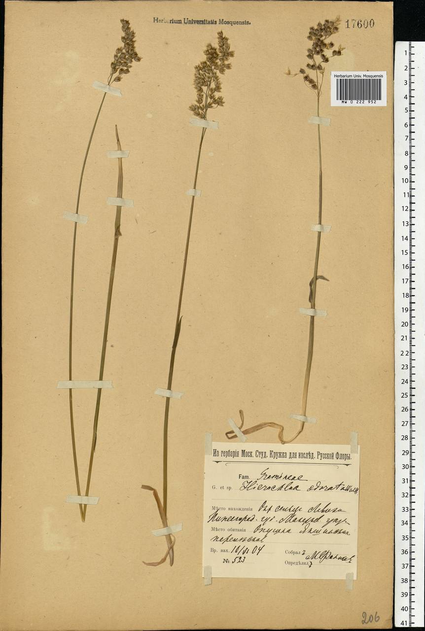 Anthoxanthum nitens (Weber) Y.Schouten & Veldkamp, Восточная Европа, Волжско-Камский район (E7) (Россия)