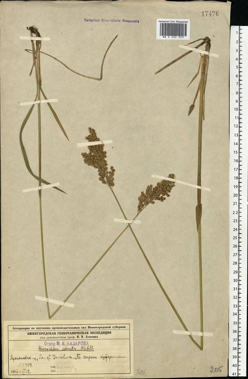 Anthoxanthum nitens (Weber) Y.Schouten & Veldkamp, Восточная Европа, Волжско-Камский район (E7) (Россия)
