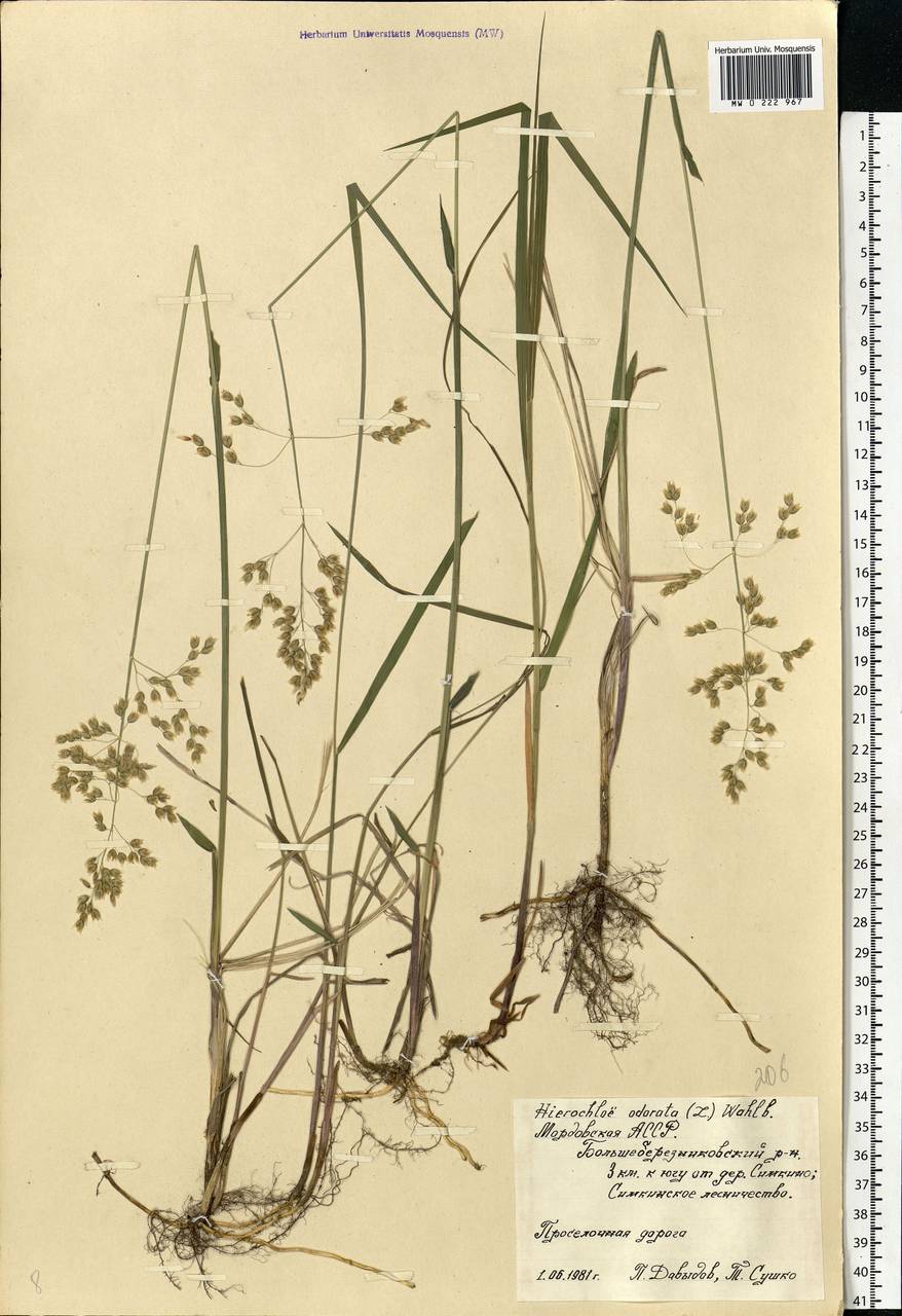 Anthoxanthum nitens (Weber) Y.Schouten & Veldkamp, Восточная Европа, Средневолжский район (E8) (Россия)
