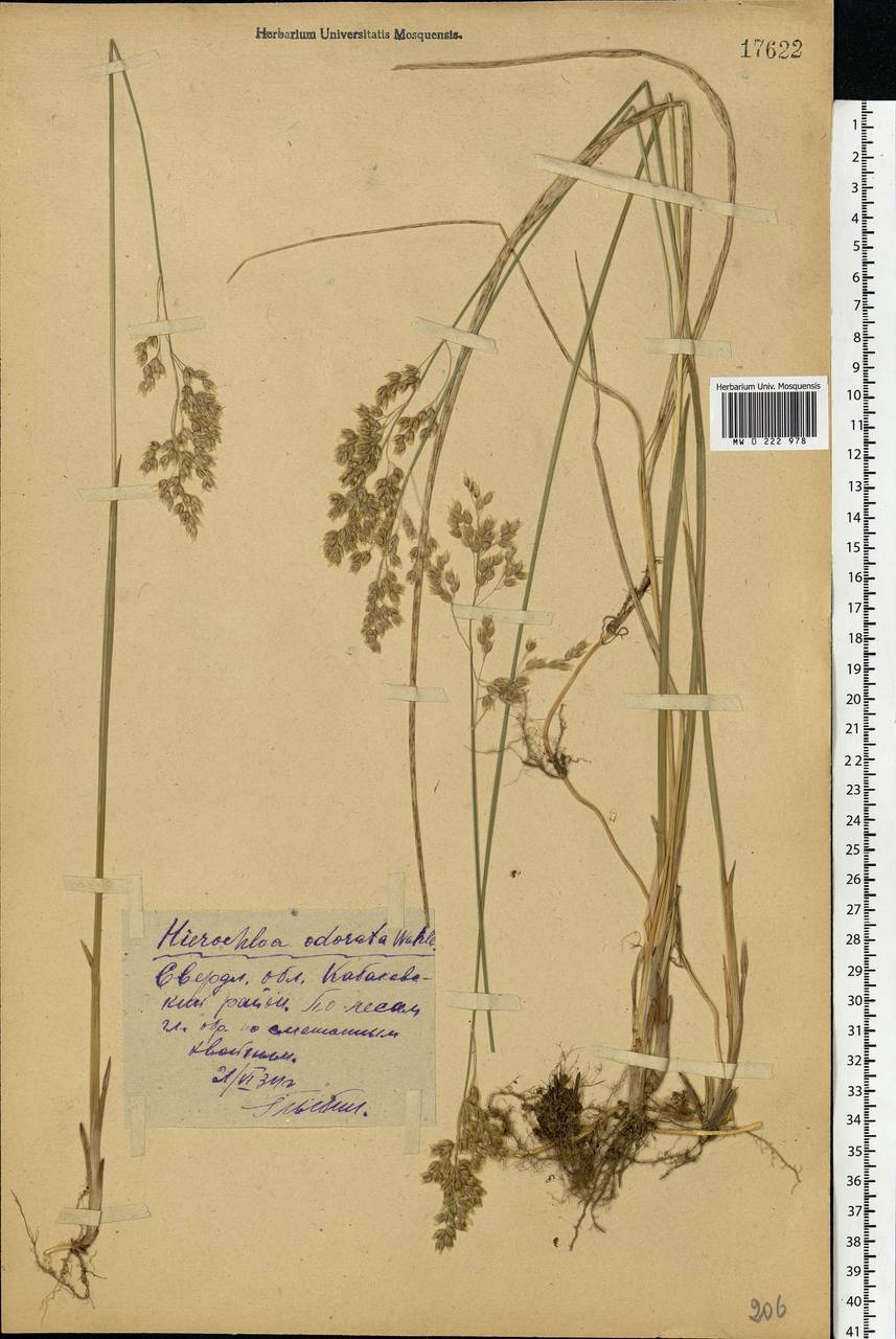 Anthoxanthum nitens (Weber) Y.Schouten & Veldkamp, Восточная Европа, Восточный район (E10) (Россия)
