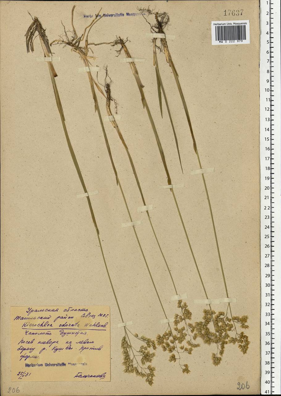 Anthoxanthum nitens (Weber) Y.Schouten & Veldkamp, Восточная Европа, Восточный район (E10) (Россия)