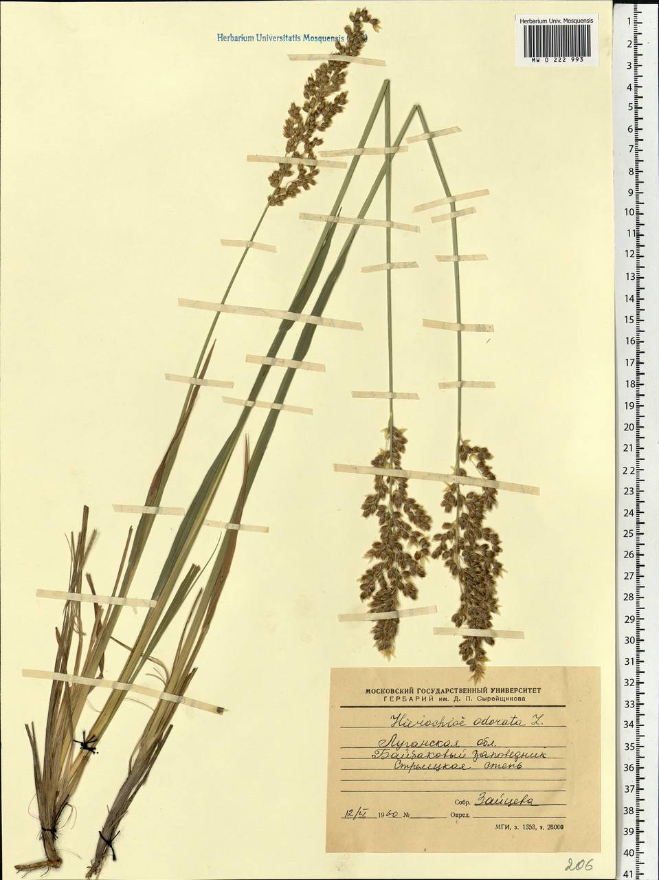 Anthoxanthum nitens (Weber) Y.Schouten & Veldkamp, Восточная Европа, Северо-Украинский район (E11) (Украина)