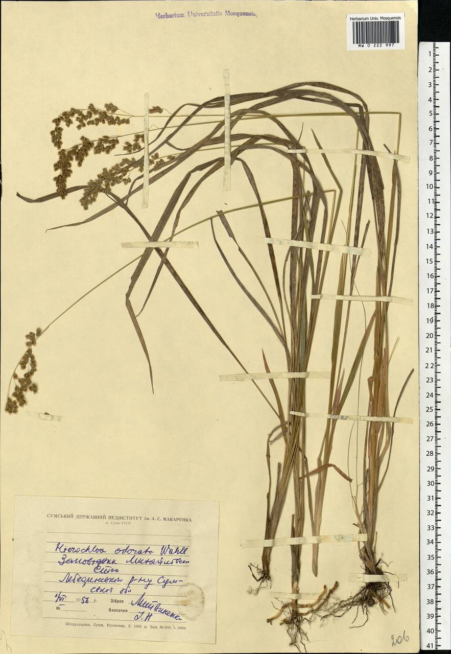 Anthoxanthum nitens (Weber) Y.Schouten & Veldkamp, Восточная Европа, Северо-Украинский район (E11) (Украина)