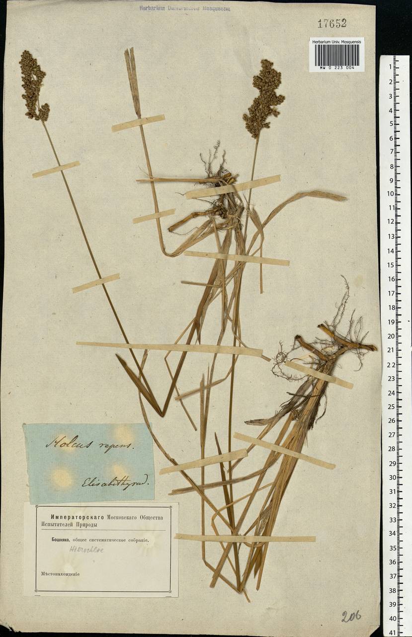 Anthoxanthum nitens (Weber) Y.Schouten & Veldkamp, Восточная Европа, Южно-Украинский район (E12) (Украина)