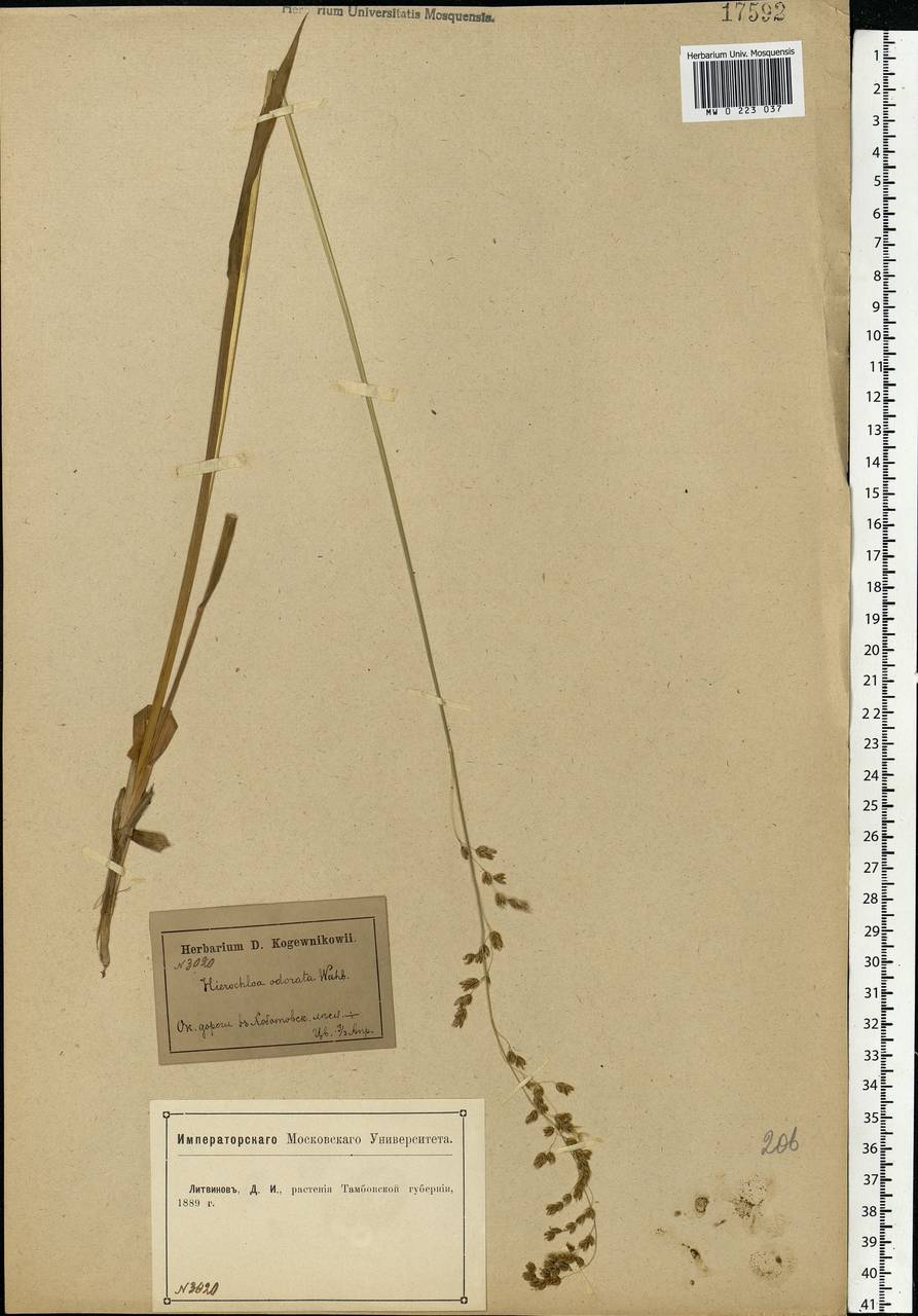 Anthoxanthum repens (Host) Veldkamp, Восточная Европа, Центральный лесостепной район (E6) (Россия)