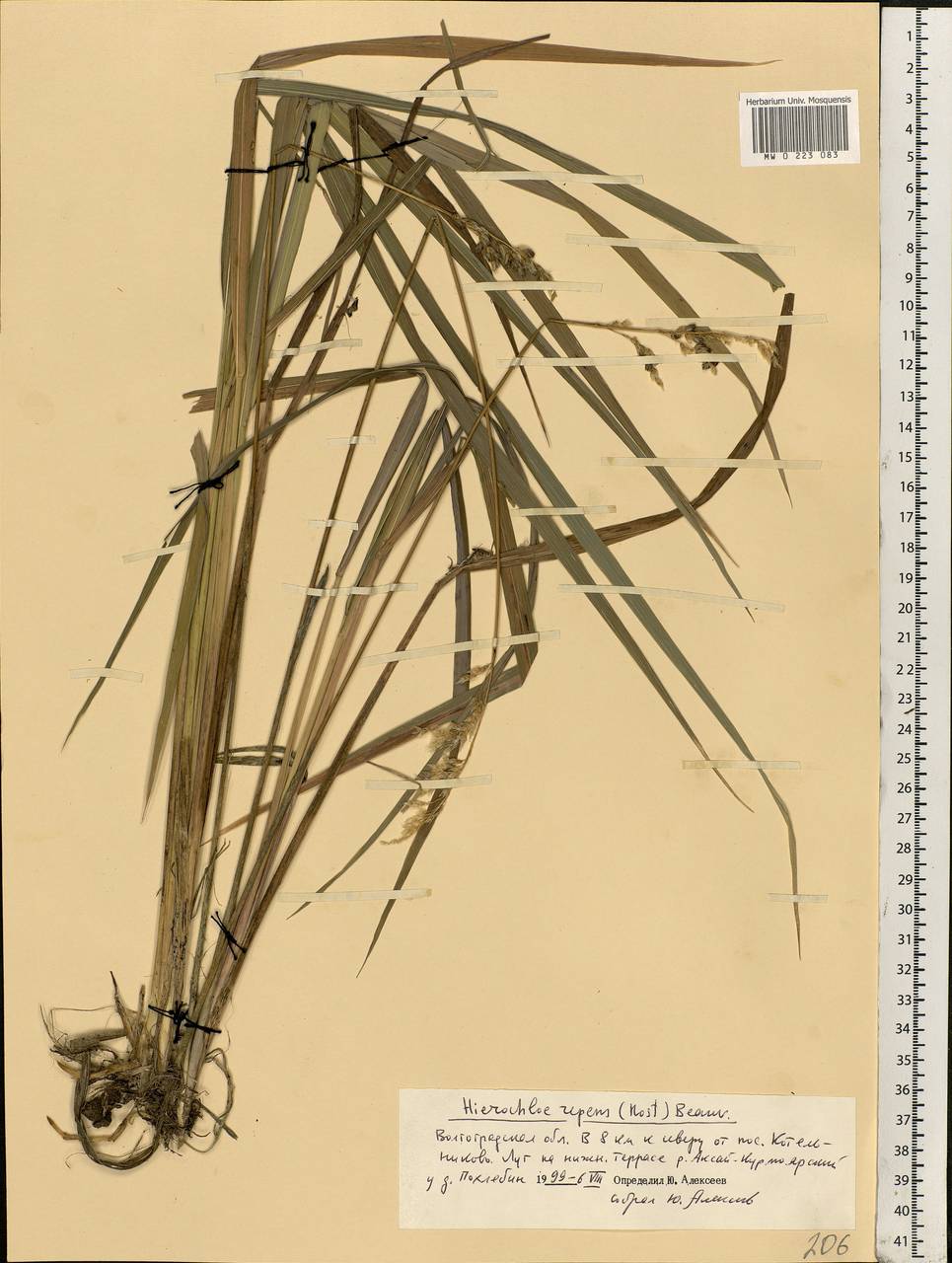 Anthoxanthum repens (Host) Veldkamp, Восточная Европа, Нижневолжский район (E9) (Россия)
