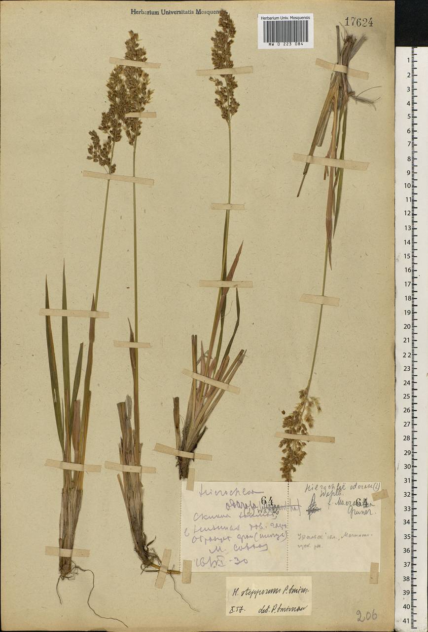 Anthoxanthum repens (Host) Veldkamp, Восточная Европа, Восточный район (E10) (Россия)