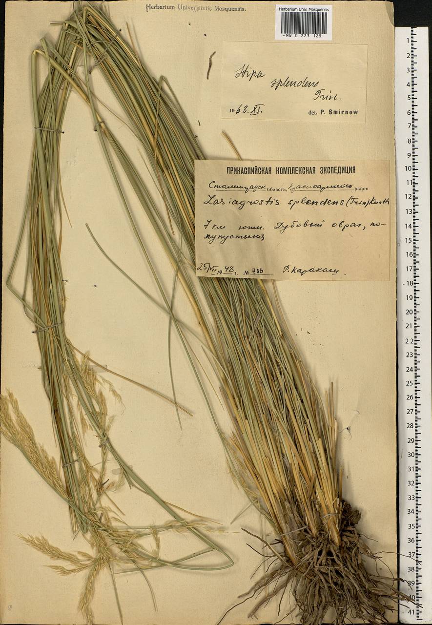 Neotrinia splendens (Trin.) M.Nobis, P.D.Gudkova & A.Nowak, Восточная Европа, Нижневолжский район (E9) (Россия)