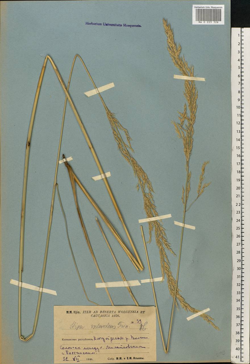 Neotrinia splendens (Trin.) M.Nobis, P.D.Gudkova & A.Nowak, Восточная Европа, Нижневолжский район (E9) (Россия)