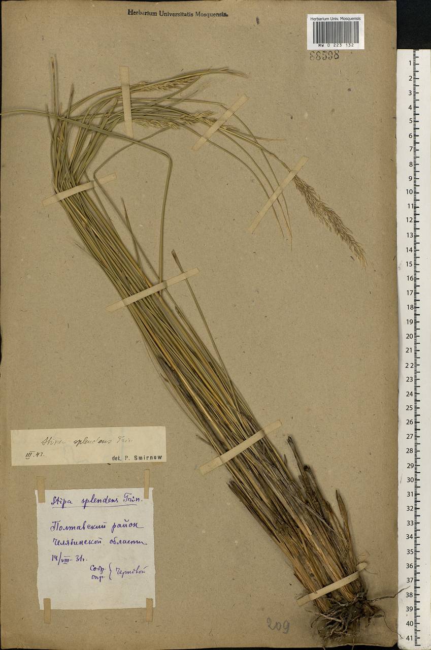 Neotrinia splendens (Trin.) M.Nobis, P.D.Gudkova & A.Nowak, Восточная Европа, Восточный район (E10) (Россия)