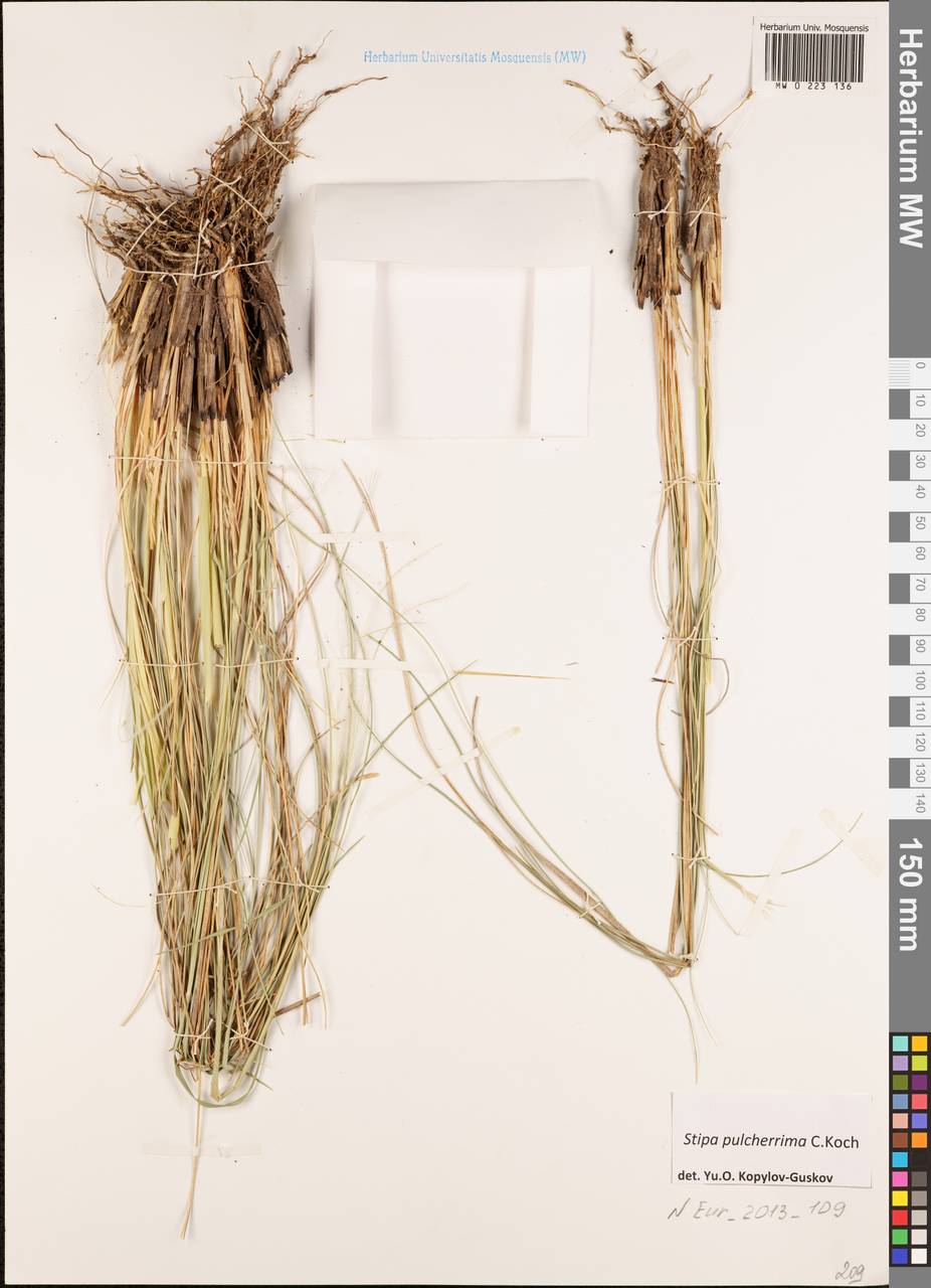 Ковыль красивейший K.Koch, Восточная Европа, Центральный лесостепной район (E6) (Россия)