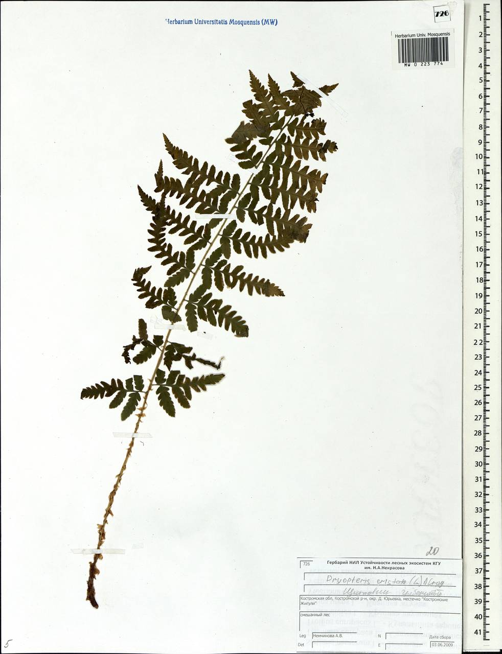 Щитовник гребенчатый (L.) A. Gray, Восточная Европа, Центральный лесной район (E5) (Россия)