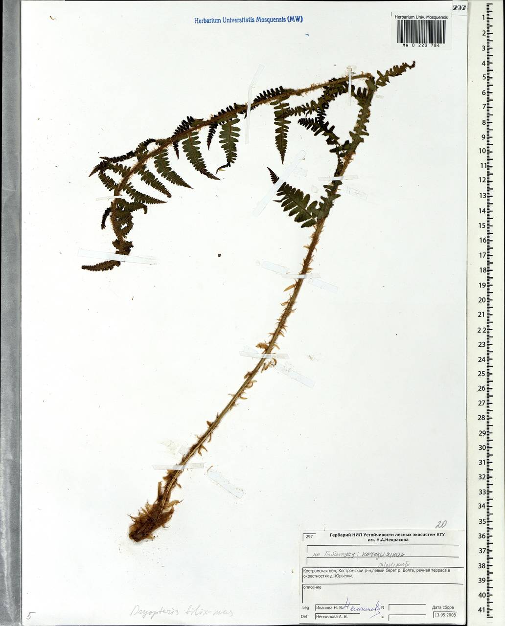 Щитовник мужской (L.) Schott, Восточная Европа, Центральный лесной район (E5) (Россия)