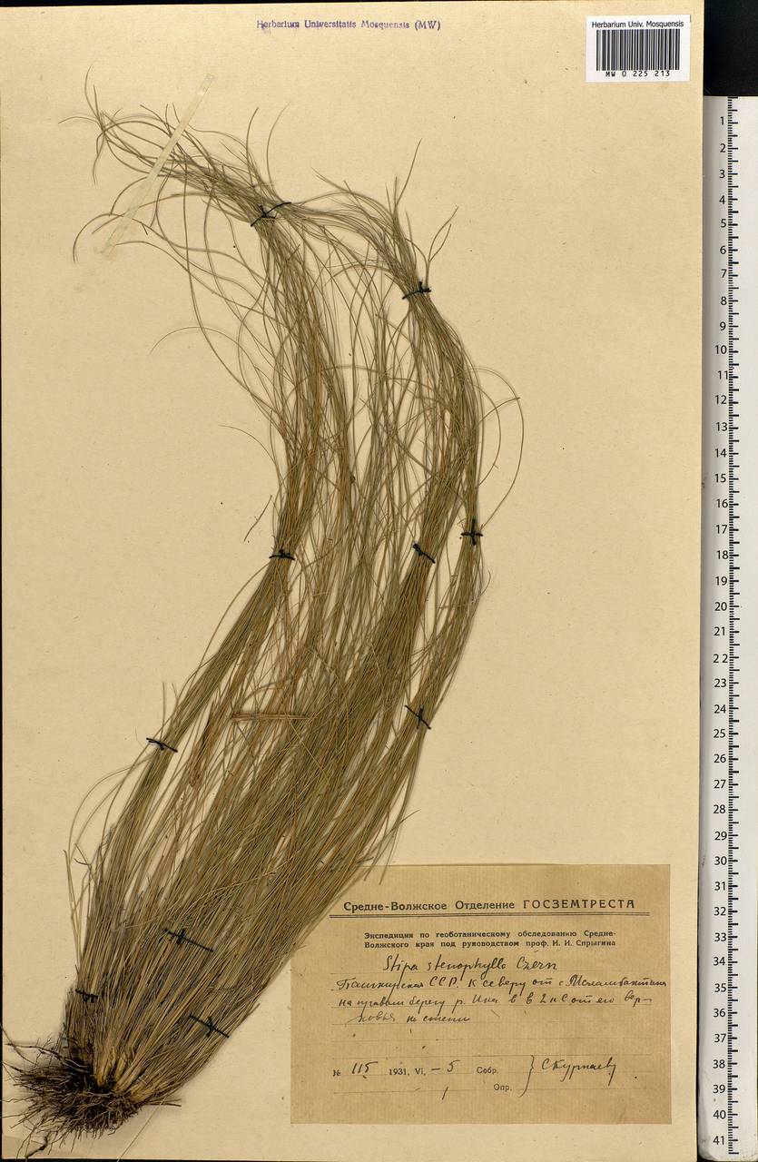 Ковыль узколистный Steven, Восточная Европа, Восточный район (E10) (Россия)