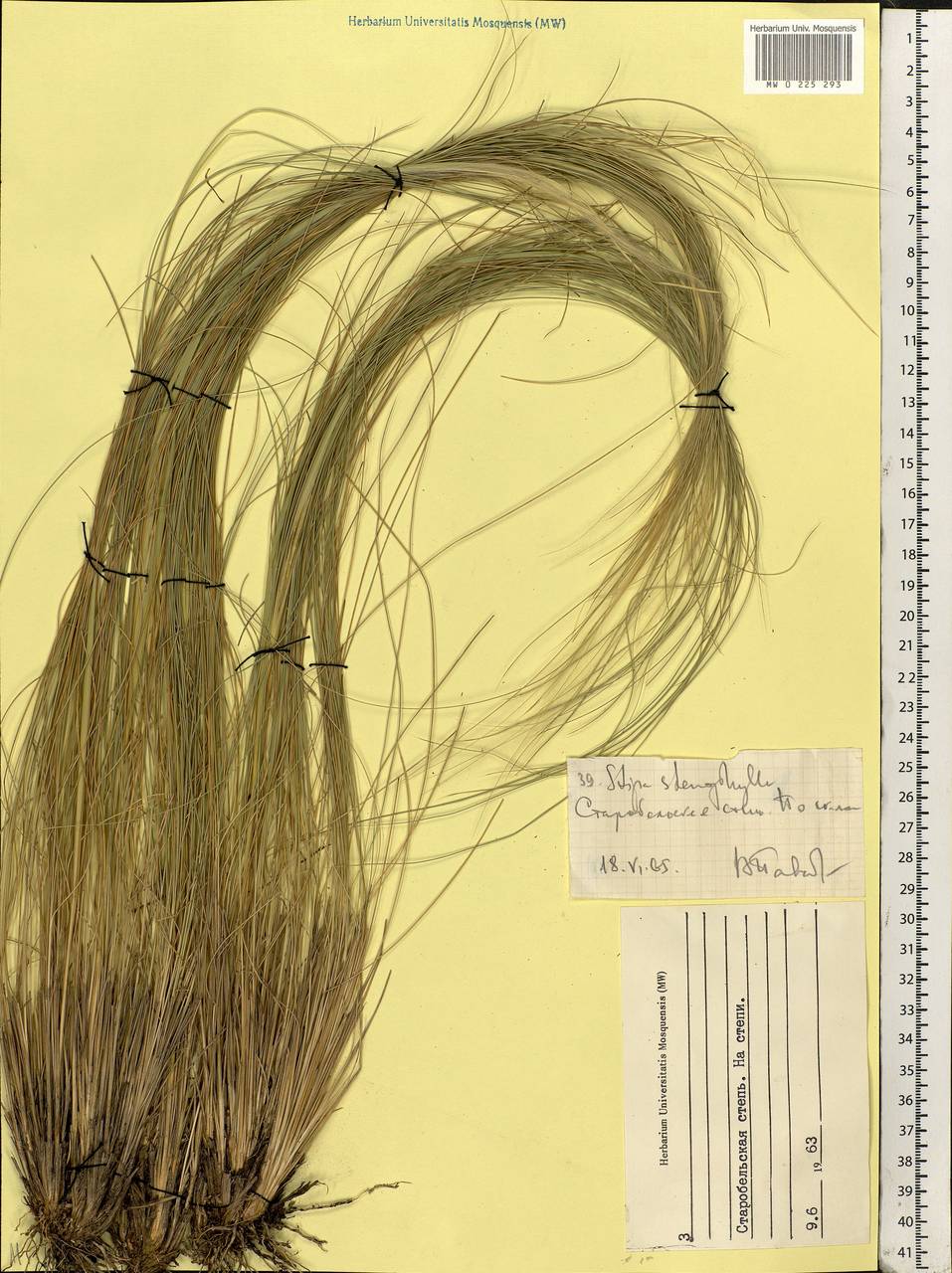 Ковыль узколистный Steven, Восточная Европа, Северо-Украинский район (E11) (Украина)