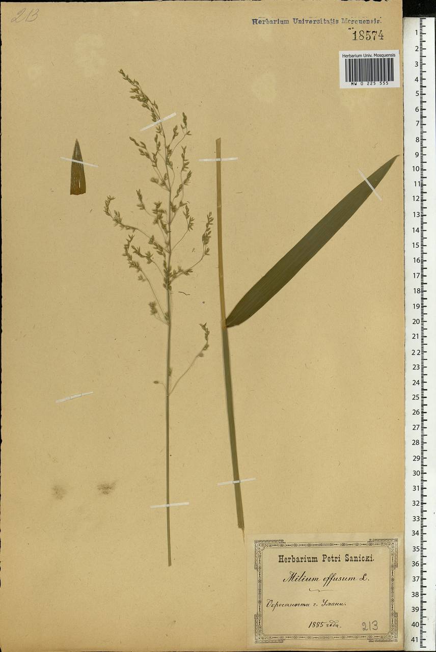 Бор развесистый L., Восточная Европа, Южно-Украинский район (E12) (Украина)