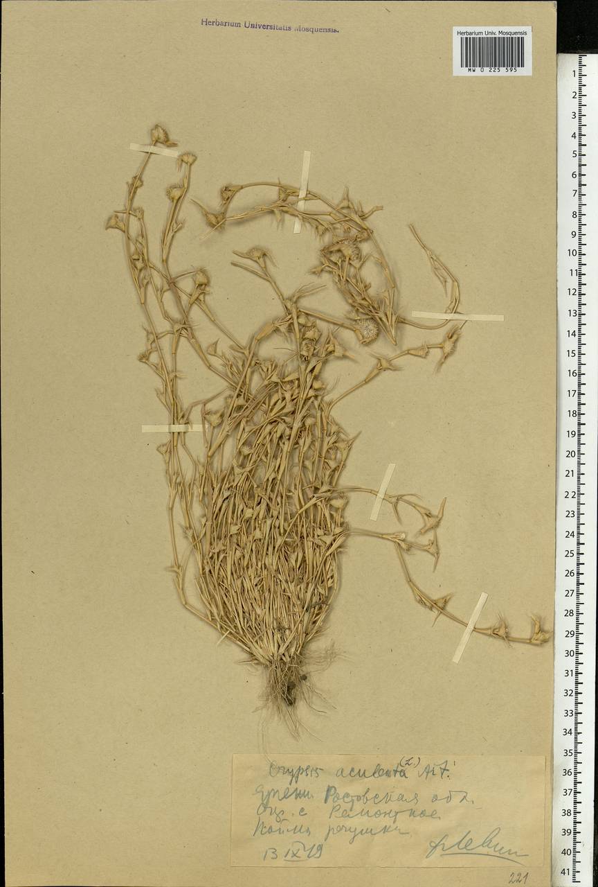 Sporobolus aculeatus (L.) P.M.Peterson, Восточная Европа, Ростовская область (E12a) (Россия)