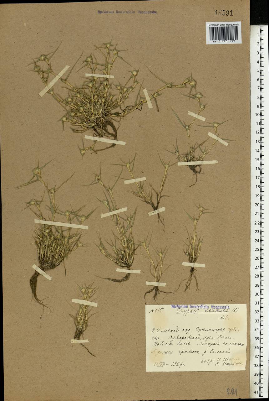 Sporobolus aculeatus (L.) P.M.Peterson, Восточная Европа, Нижневолжский район (E9) (Россия)