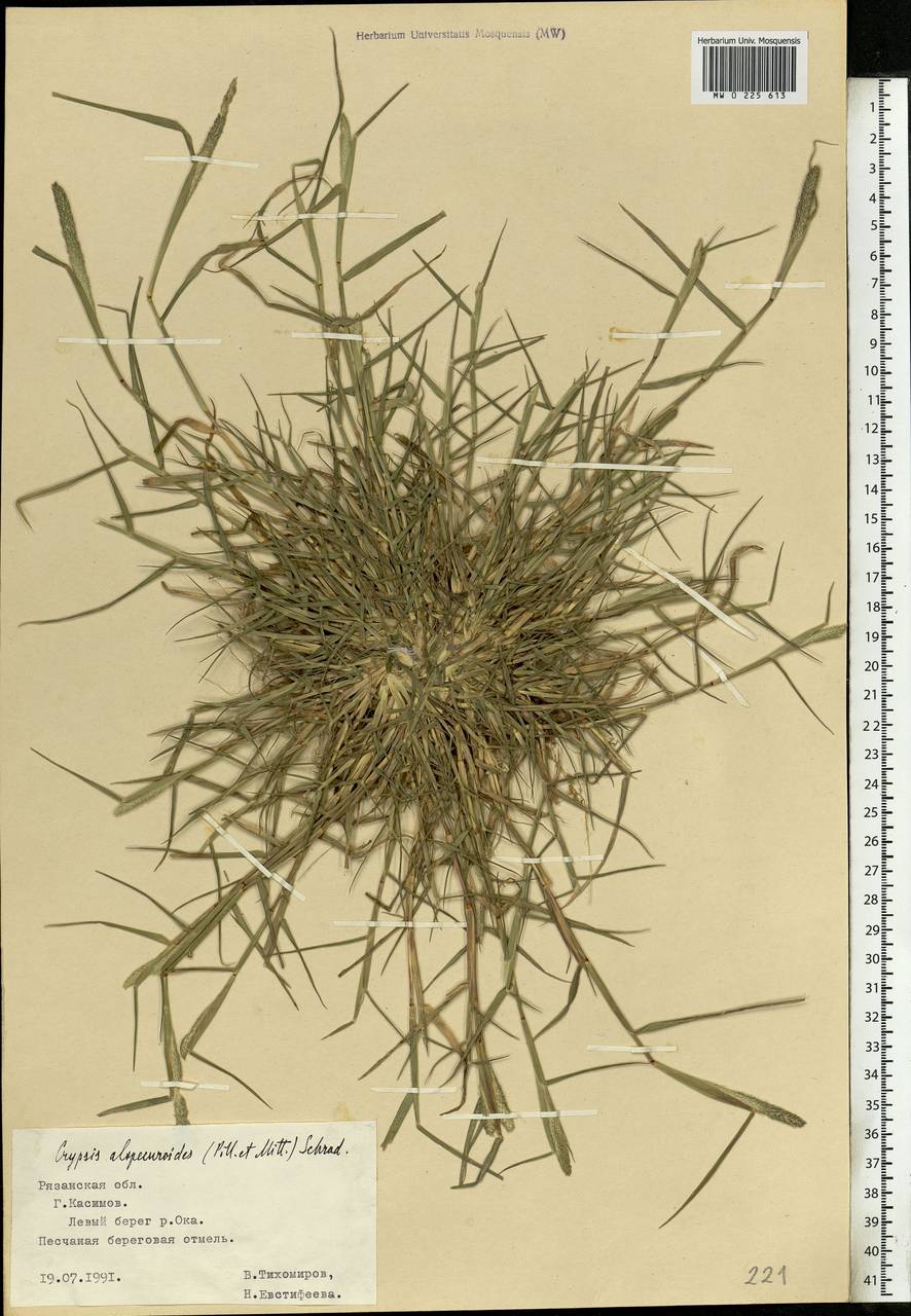 Sporobolus alopecuroides (Piller & Mitterp.) P.M.Peterson, Восточная Европа, Центральный район (E4) (Россия)