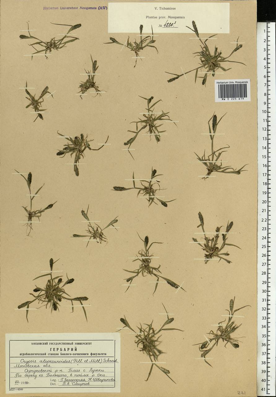 Sporobolus alopecuroides (Piller & Mitterp.) P.M.Peterson, Восточная Европа, Московская область и Москва (E4a) (Россия)
