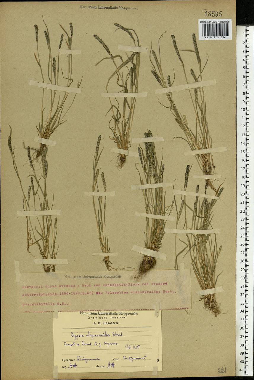 Sporobolus alopecuroides (Piller & Mitterp.) P.M.Peterson, Восточная Европа, Центральный лесной район (E5) (Россия)