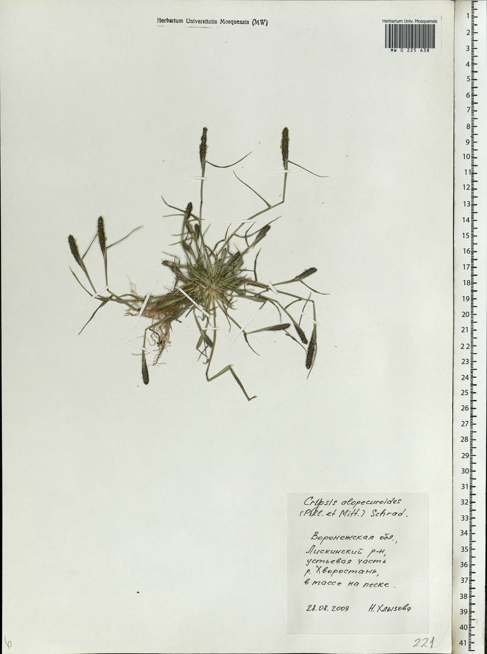 Sporobolus alopecuroides (Piller & Mitterp.) P.M.Peterson, Восточная Европа, Центральный лесостепной район (E6) (Россия)