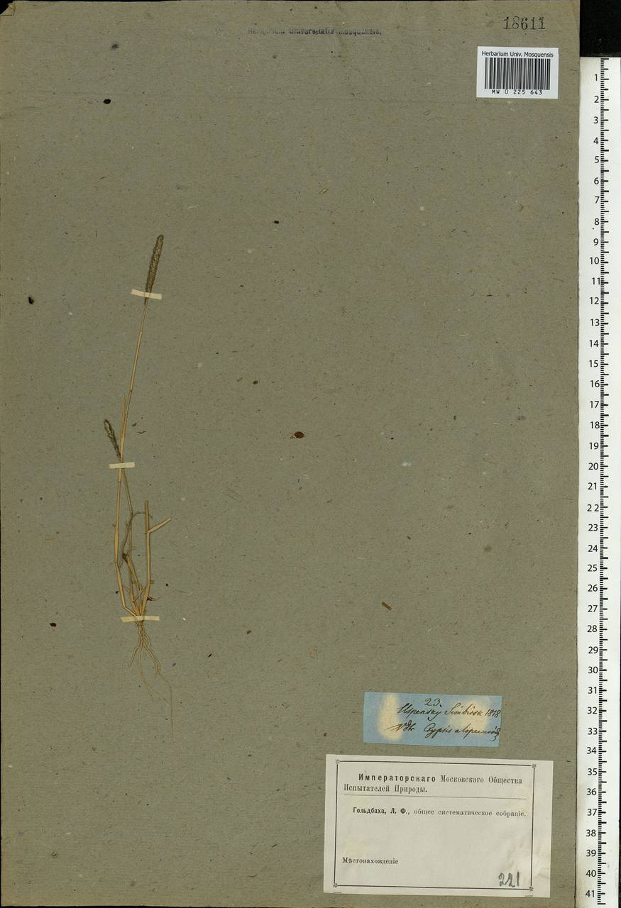 Sporobolus alopecuroides (Piller & Mitterp.) P.M.Peterson, Восточная Европа, Средневолжский район (E8) (Россия)
