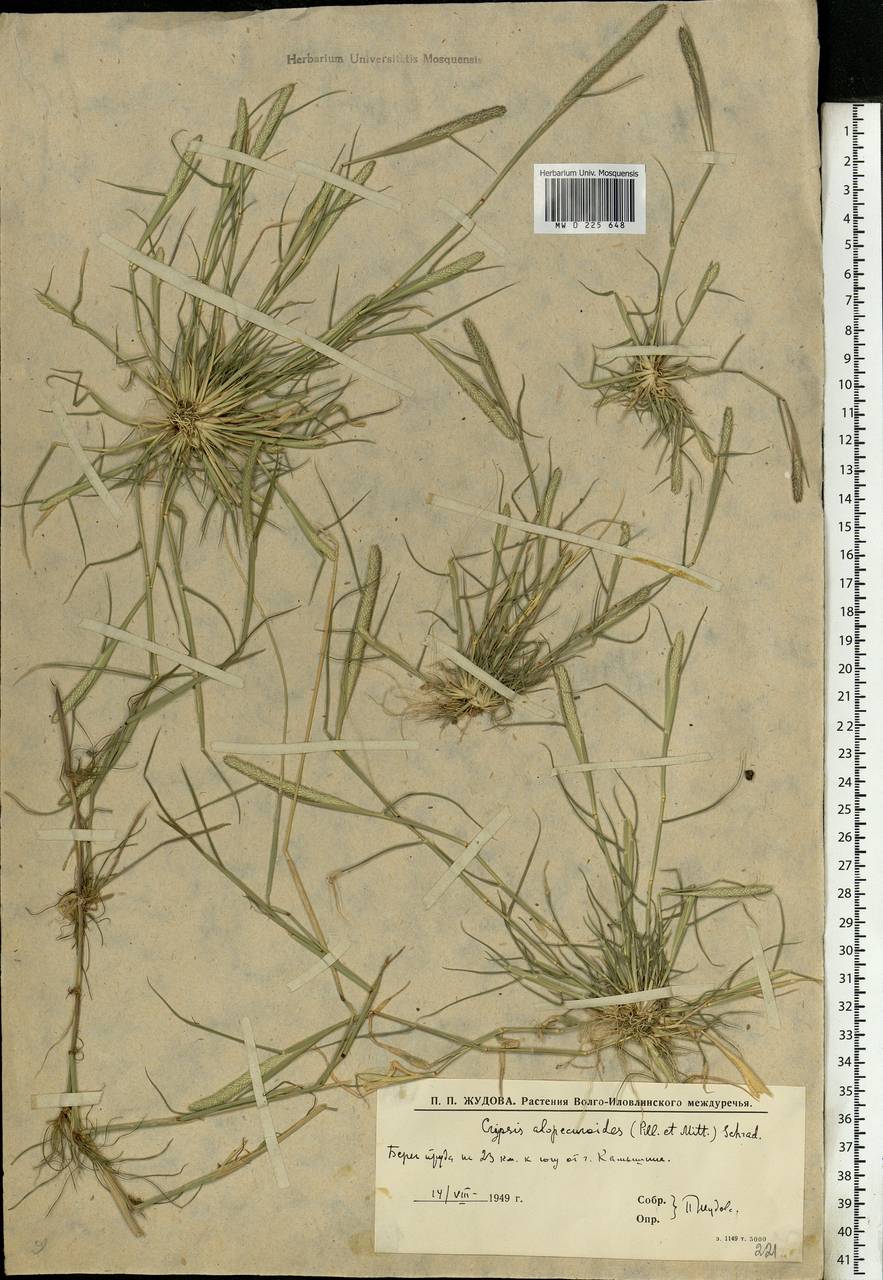 Sporobolus alopecuroides (Piller & Mitterp.) P.M.Peterson, Восточная Европа, Нижневолжский район (E9) (Россия)