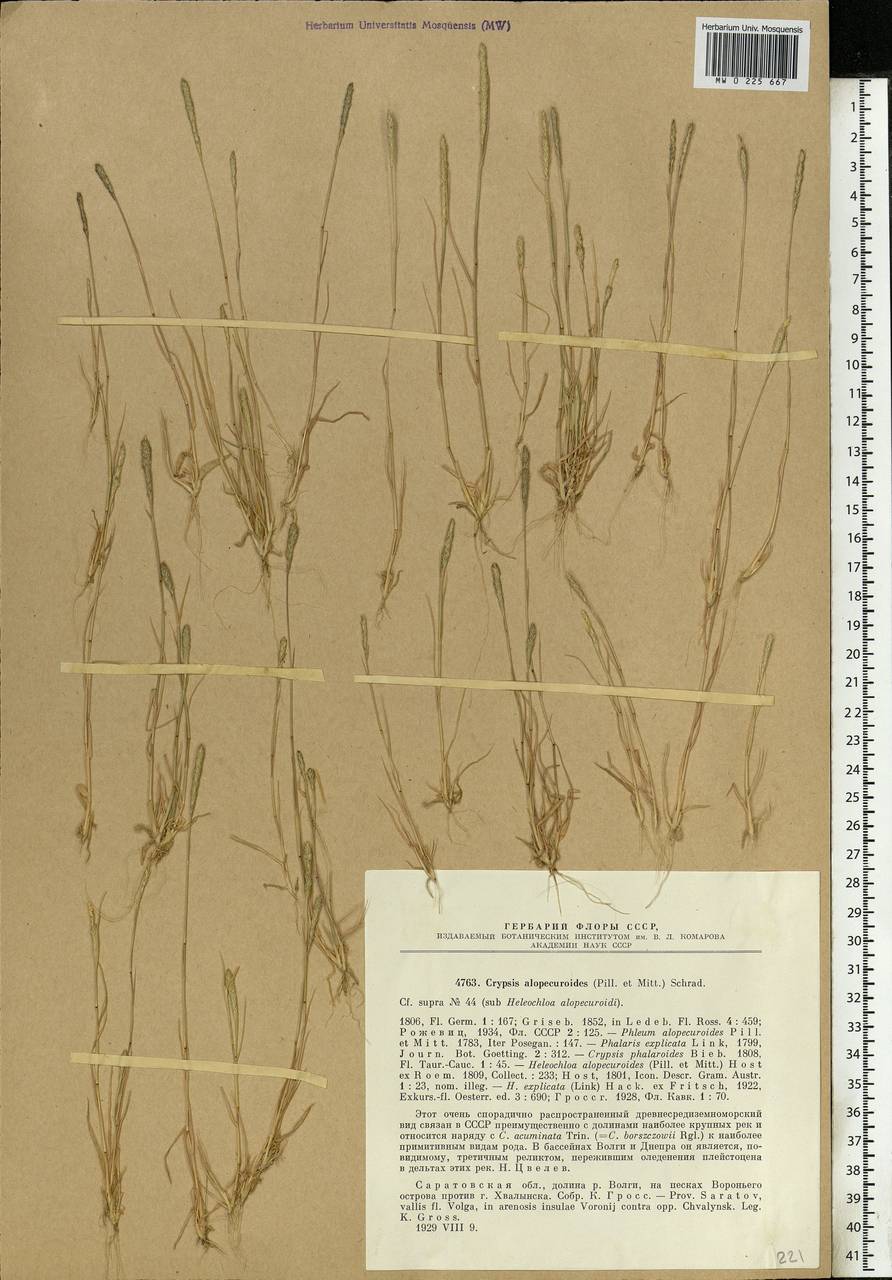 Sporobolus alopecuroides (Piller & Mitterp.) P.M.Peterson, Восточная Европа, Нижневолжский район (E9) (Россия)
