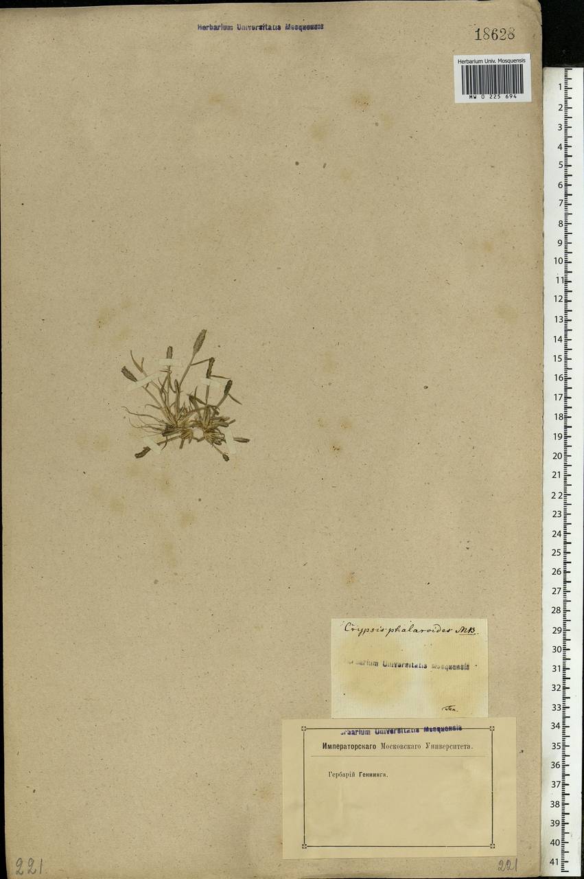 Sporobolus alopecuroides (Piller & Mitterp.) P.M.Peterson, Восточная Европа, Ростовская область (E12a) (Россия)