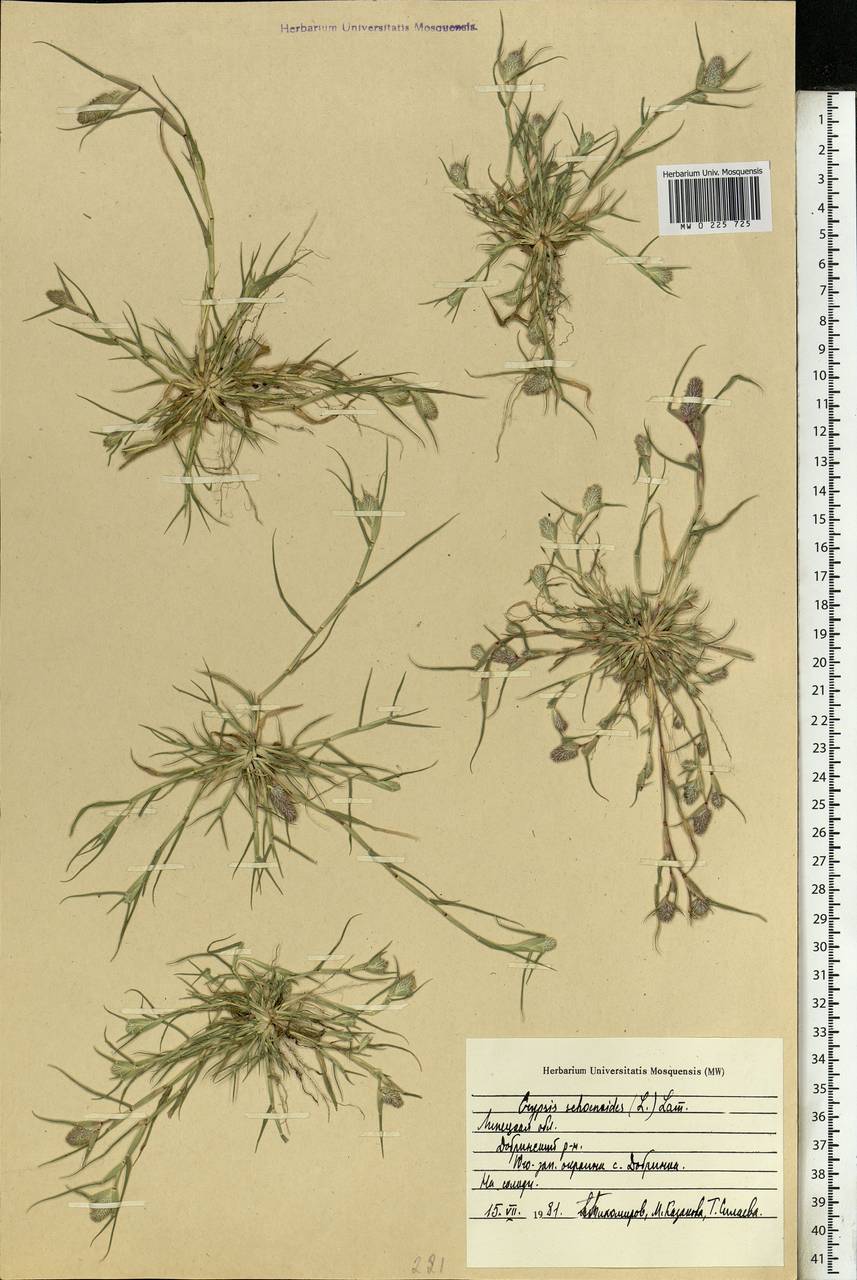 Sporobolus schoenoides (L.) P.M.Peterson, Восточная Европа, Центральный лесостепной район (E6) (Россия)