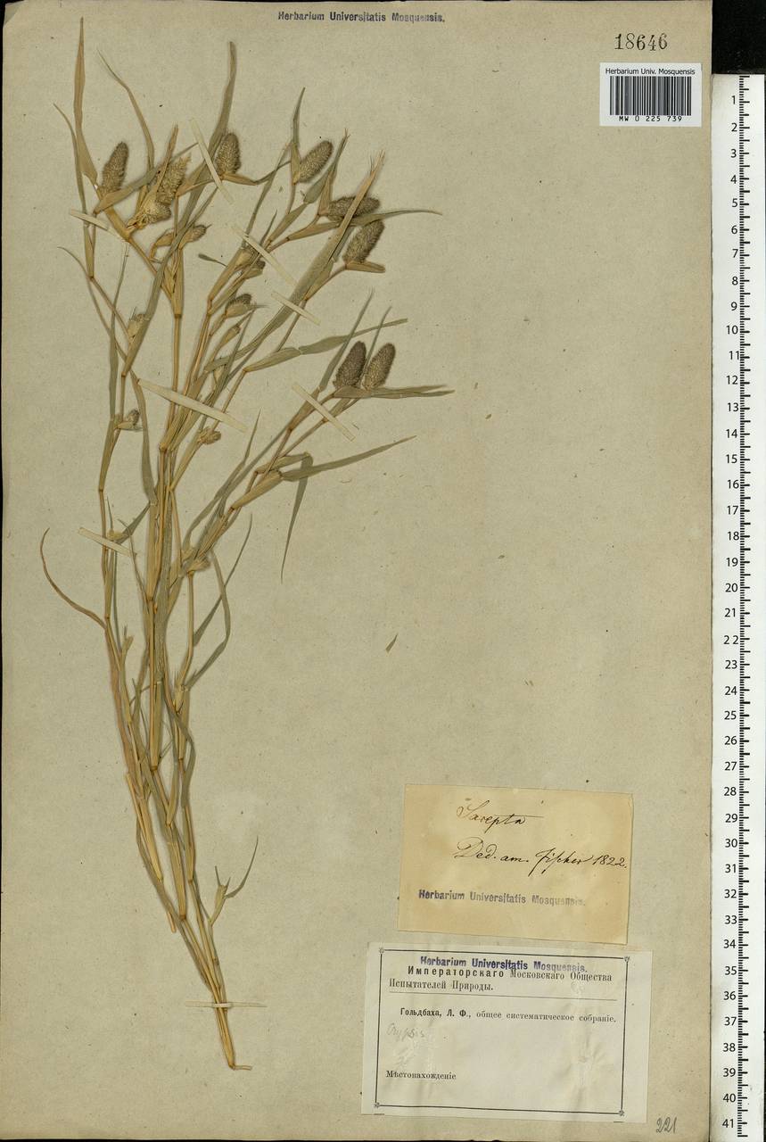Sporobolus schoenoides (L.) P.M.Peterson, Восточная Европа, Нижневолжский район (E9) (Россия)