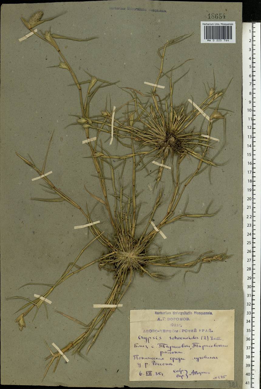 Sporobolus schoenoides (L.) P.M.Peterson, Восточная Европа, Ростовская область (E12a) (Россия)