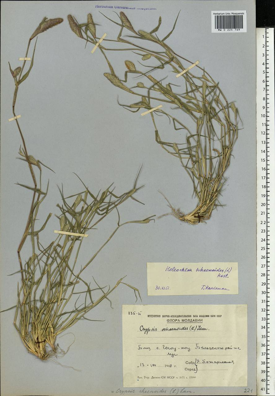 Sporobolus schoenoides (L.) P.M.Peterson, Восточная Европа, Молдавия (E13a) (Молдавия)