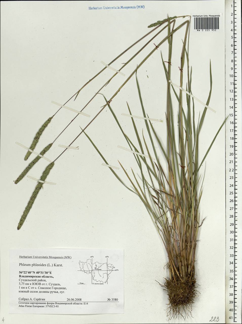 Phleum phleoides рисунок