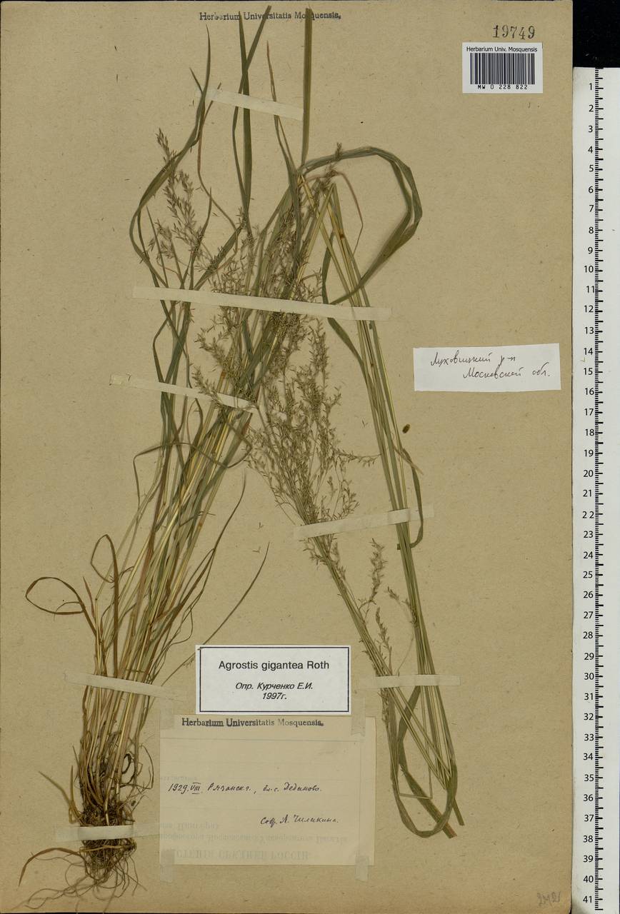 Полевица гигантская Roth, Восточная Европа, Московская область и Москва (E4a) (Россия)