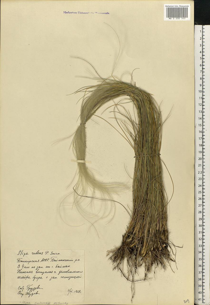 Stipa zalesskyi Wilensky ex Grossh., Восточная Европа, Восточный район (E10) (Россия)