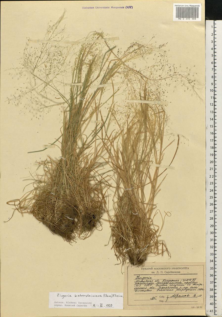 Colpodium biebersteinianum (Claus) Röser & Tkach, Восточная Европа, Нижневолжский район (E9) (Россия)
