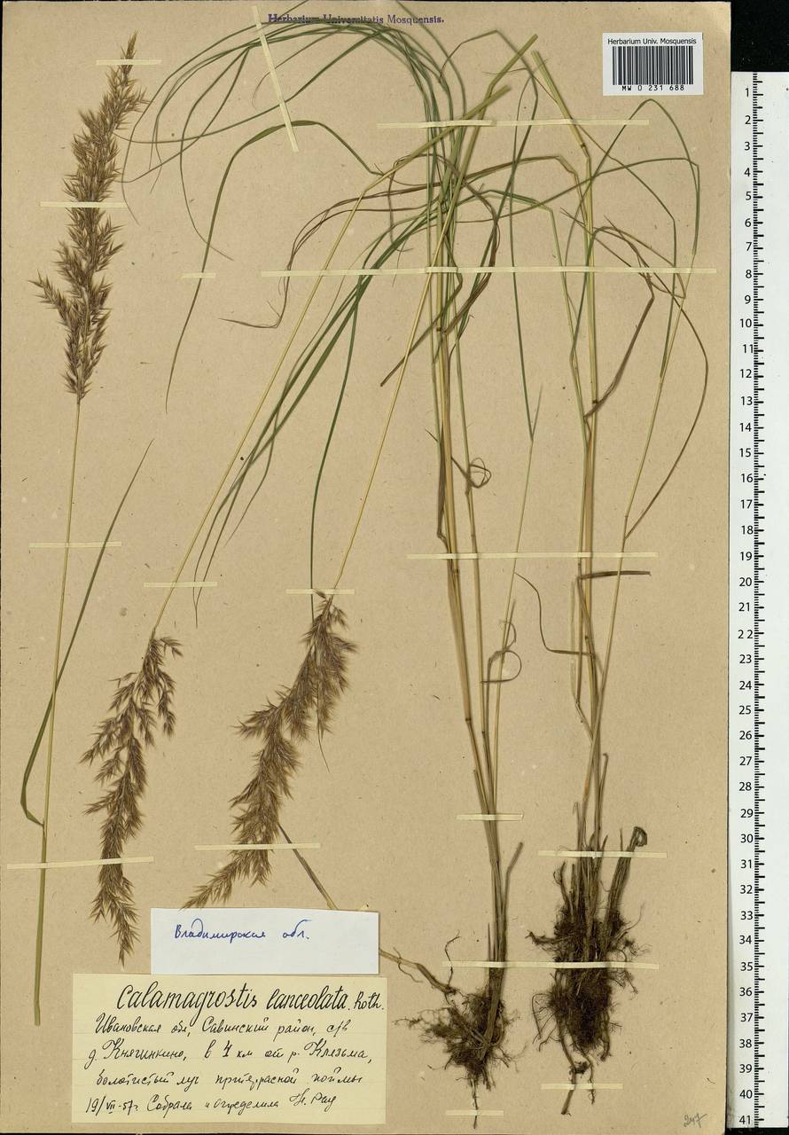 Calamagrostis canescens