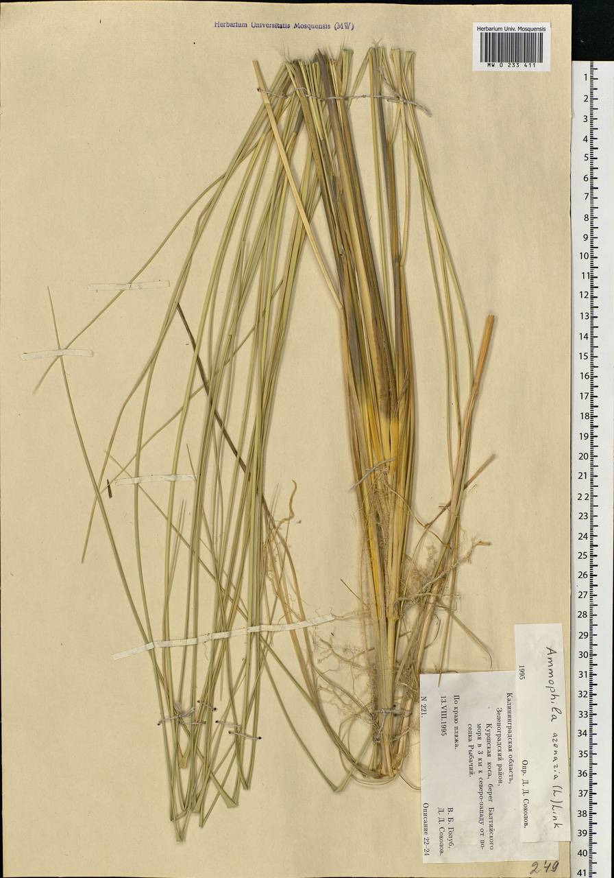 Calamagrostis arenaria (L.) Roth, Восточная Европа, Северо-Западный район (E2) (Россия)