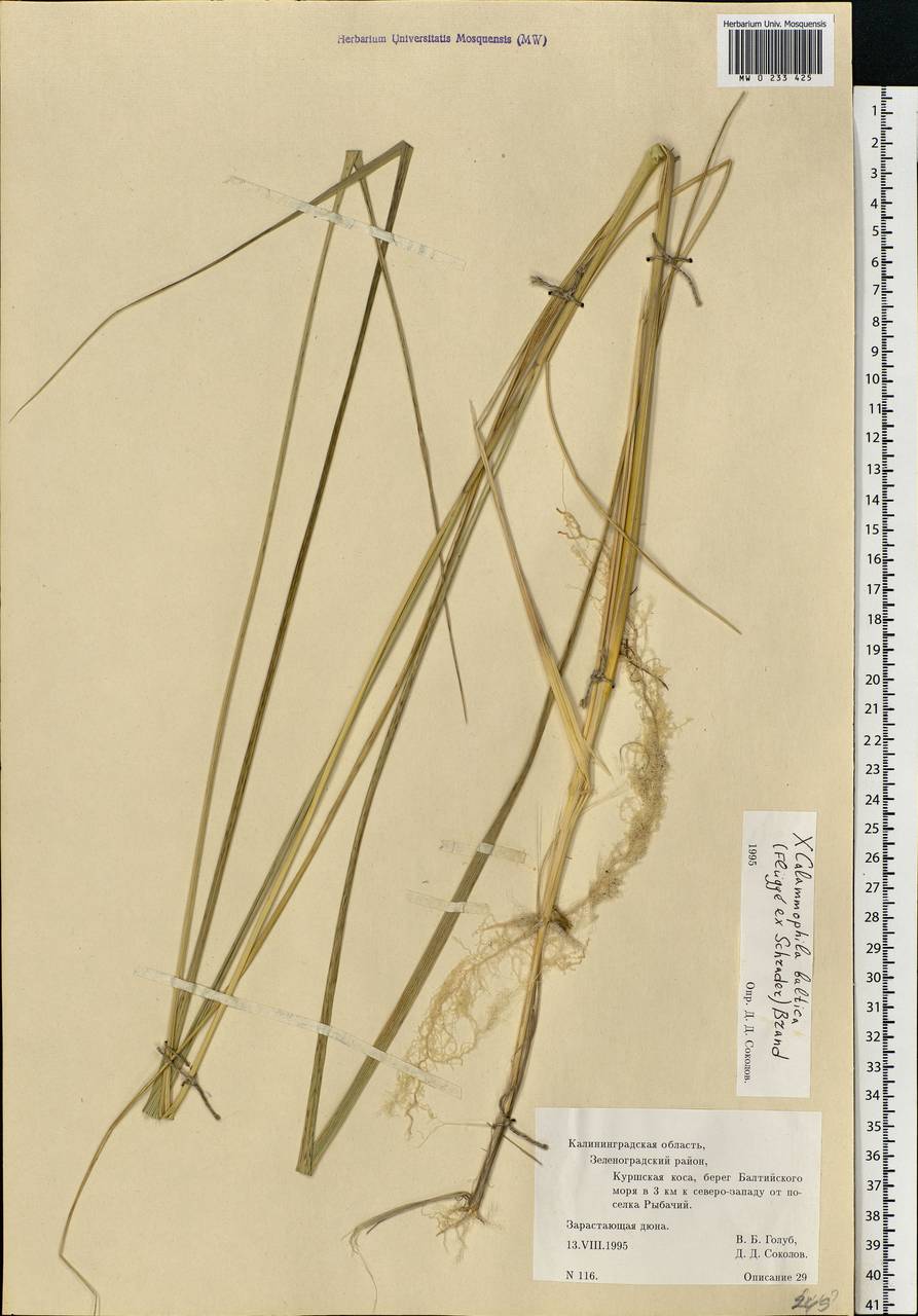 Ammocalamagrostis baltica (Flüggé ex Schrad.) P.Fourn., Восточная Европа, Северо-Западный район (E2) (Россия)
