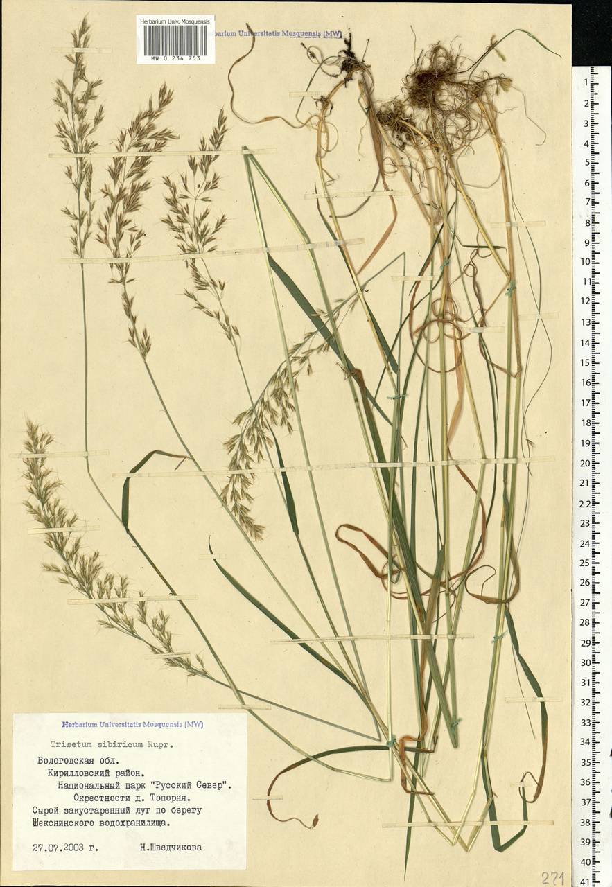 Sibirotrisetum sibiricum (Rupr.) Barberá, Восточная Европа, Северный район (E1) (Россия)