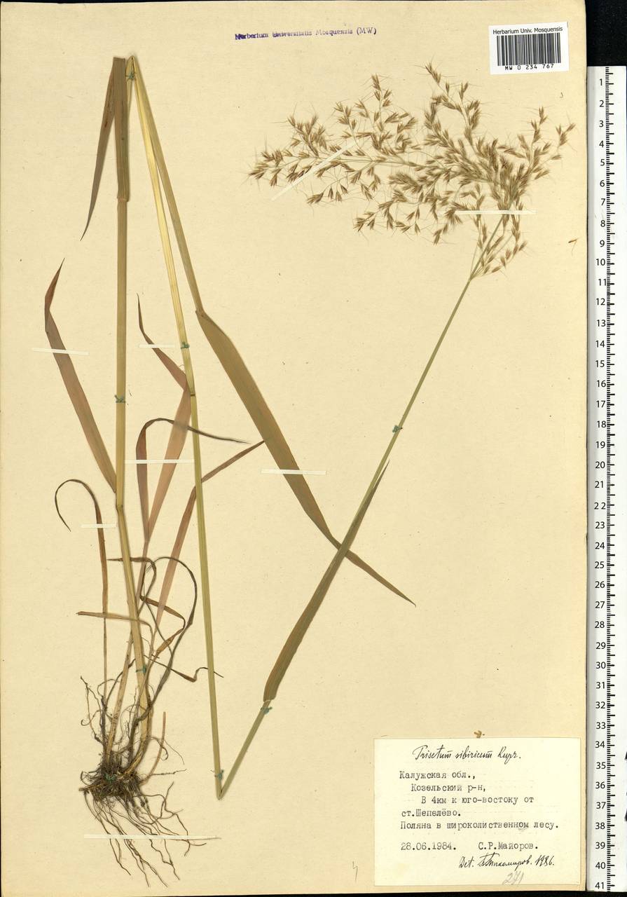 Sibirotrisetum sibiricum (Rupr.) Barberá, Восточная Европа, Центральный район (E4) (Россия)