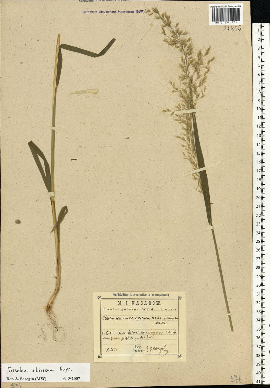 Sibirotrisetum sibiricum (Rupr.) Barberá, Восточная Европа, Центральный район (E4) (Россия)