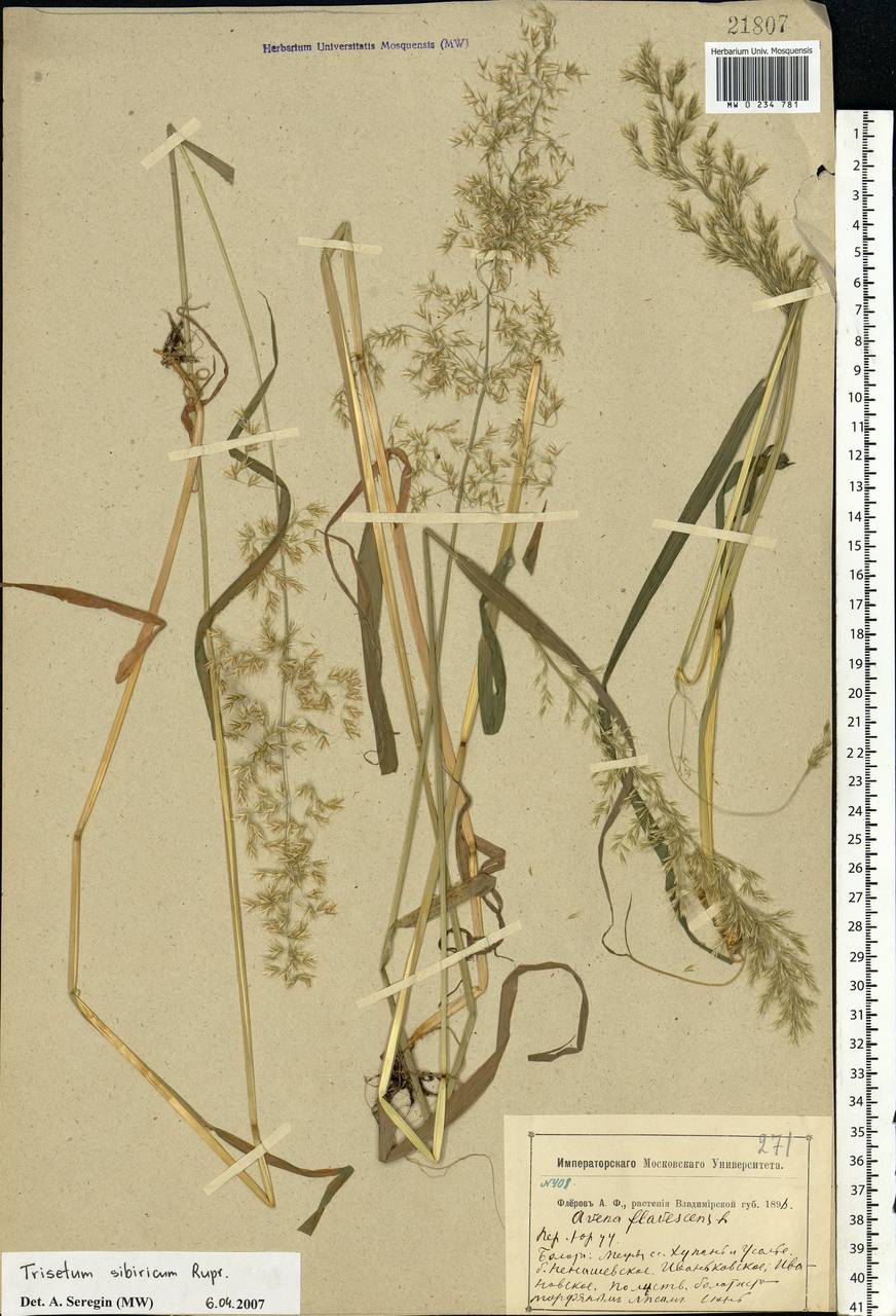 Sibirotrisetum sibiricum (Rupr.) Barberá, Восточная Европа, Центральный район (E4) (Россия)