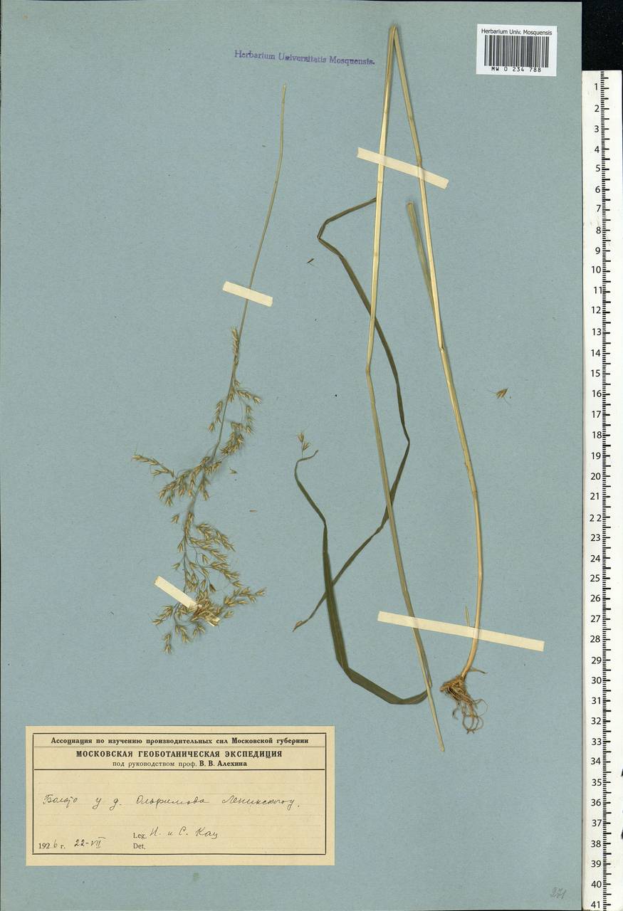 Sibirotrisetum sibiricum (Rupr.) Barberá, Восточная Европа, Северо-Западный район (E2) (Россия)