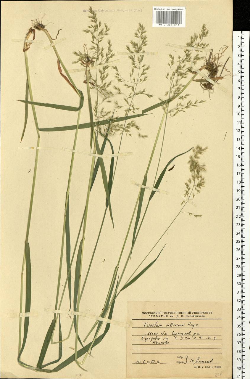 Sibirotrisetum sibiricum (Rupr.) Barberá, Восточная Европа, Московская область и Москва (E4a) (Россия)