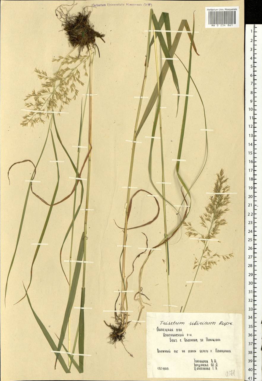 Sibirotrisetum sibiricum (Rupr.) Barberá, Восточная Европа, Центральный лесостепной район (E6) (Россия)
