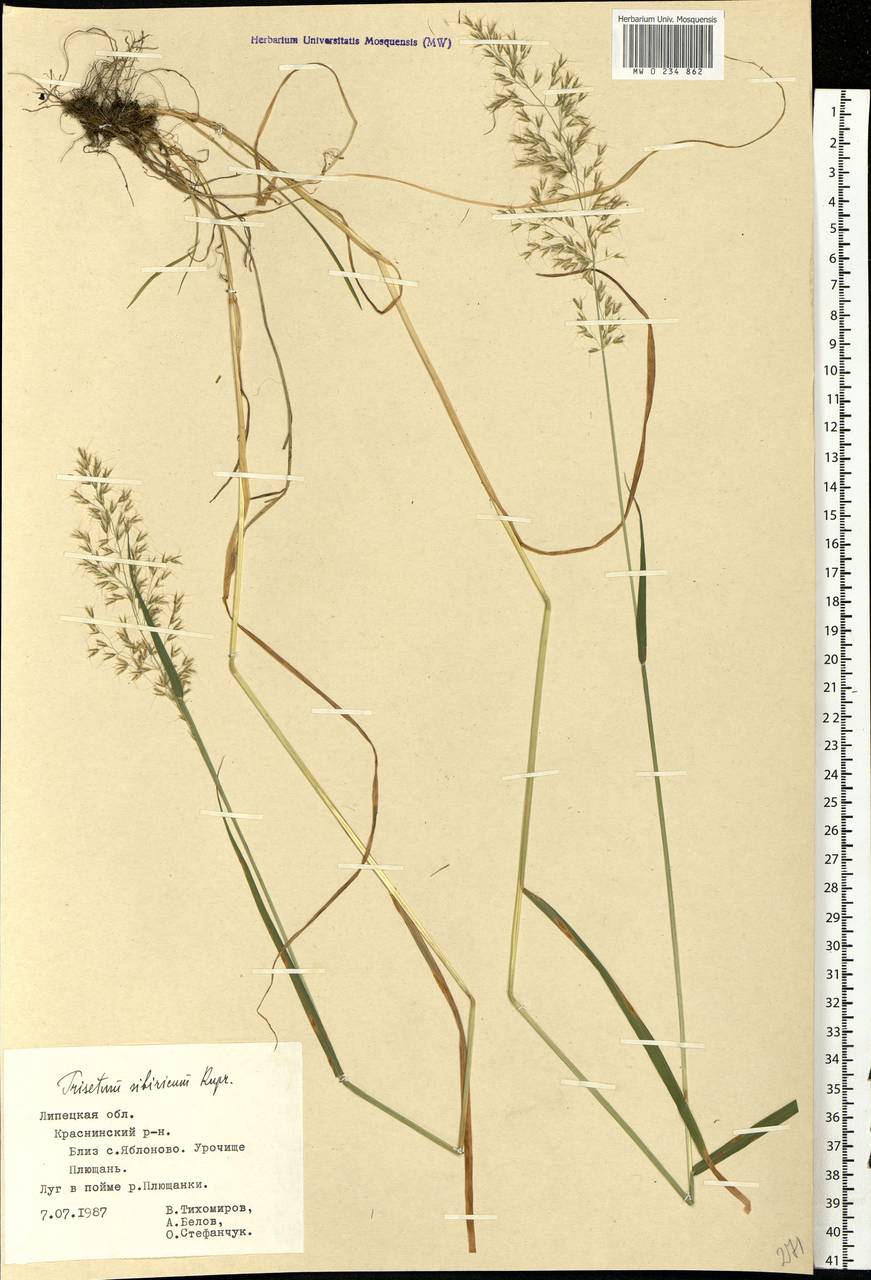 Sibirotrisetum sibiricum (Rupr.) Barberá, Восточная Европа, Центральный лесостепной район (E6) (Россия)