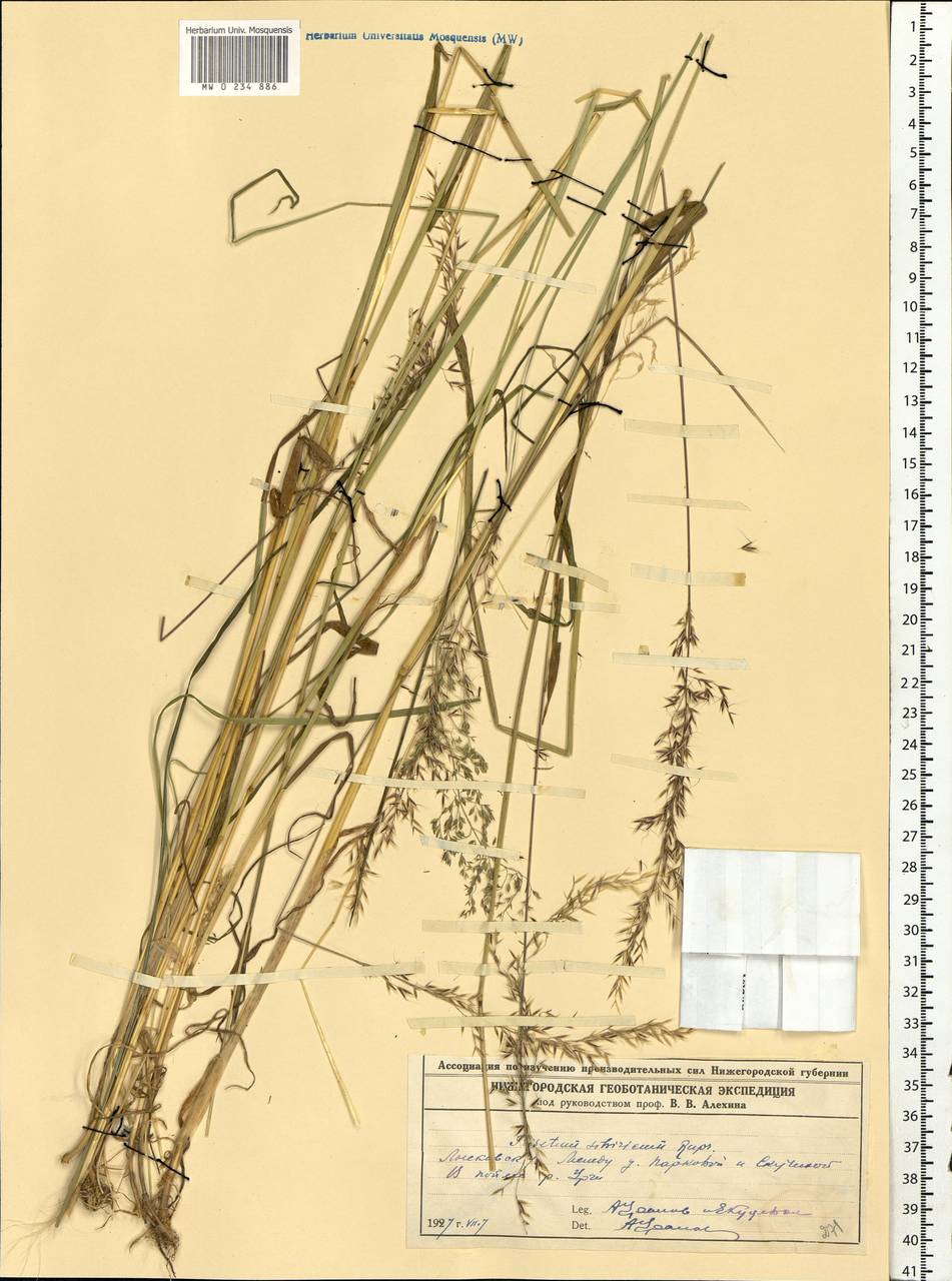 Sibirotrisetum sibiricum (Rupr.) Barberá, Восточная Европа, Волжско-Камский район (E7) (Россия)